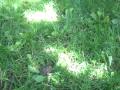 Freddy the Froggy