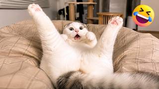 笑うなチャレンジ😹 爆笑犬猫動画まとめ2026 🐶🐱 #6
