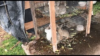 More Rabbits Means Bigger Cauliflower: Smart Development at a Guatemalan Family Farm