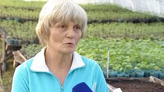 Теплицы. Сотникова Р.М.