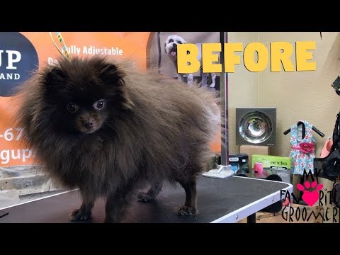 How to groom a Pomeranian Cutest dog ever