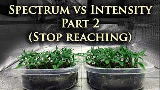 Spectrum vs Intensity Part 2 | Seedlings Reaching For Light? | Atreum Lighting