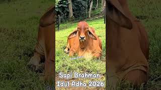 Download lagu SAPI IDUL ADHA 2026 #sapi #takbiran #sapilucu #takbir #cow #short TAKBIR KELILING IDUL ADHA mp3 Download lagu SAPI IDUL ADHA 2026 #sapi #takbiran #sapilucu #takbir #cow #short TAKBIR KELILING IDUL ADHA mp3