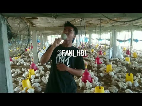 vidio-lucu-memori-berkasih-feat-ribuan-ayam