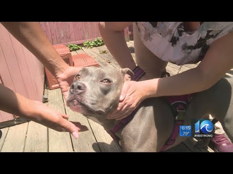 Dog bitten twice by copperhead in Virginia Beach while protecting family