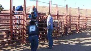 preview picture of video 'Bull Riding practice in Snowflake'