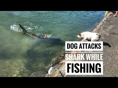 Dog Attacks shark while fishing