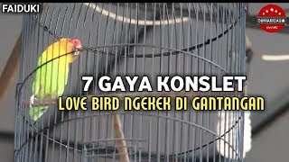 Download lagu FAI DUNIA KICAU : 7 GAYA KONSLET LOVEBIRD NGEKEK DI GANTANGAN!! mp3 Download lagu FAI DUNIA KICAU : 7 GAYA KONSLET LOVEBIRD NGEKEK DI GANTANGAN!! mp3
