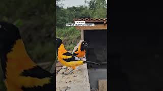 Download lagu Campo Troupial – Brazil Ka Singing Beauty! Real Voice | #ViralShorts mp3