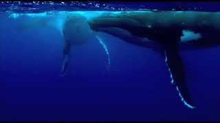 Humpback Whales in Tonga