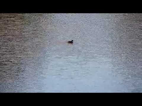 Djuma: Little Grebe swimming around - 16:30 - 01/03/21