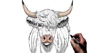 How To Draw A Highland Cow | Step By Step