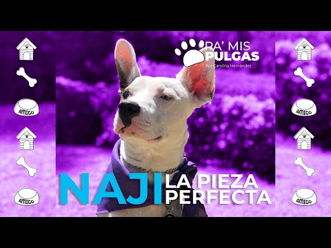 La historia de Naji, La Pieza perfecta en Pa´Mis Pulgas 🐶