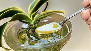 Schatz für Orchideen! Nur 1 Löffel in die Wurzeln gießen und selbst die Schwächsten werden stärker🌿