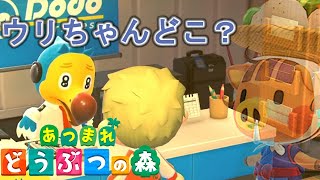 ウリちゃんって午前中しかいないんだね…【あつまれどうぶつの森】