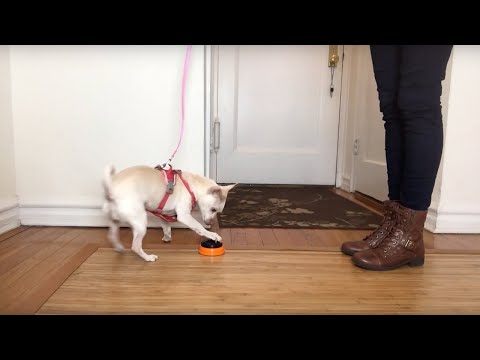 Teach your Dog to Push a Button (or Ring a Bell) to Go Outside