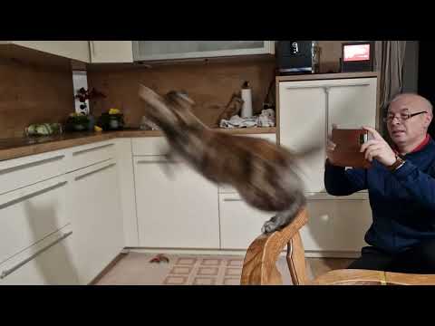 Jump - ein Katzensprung