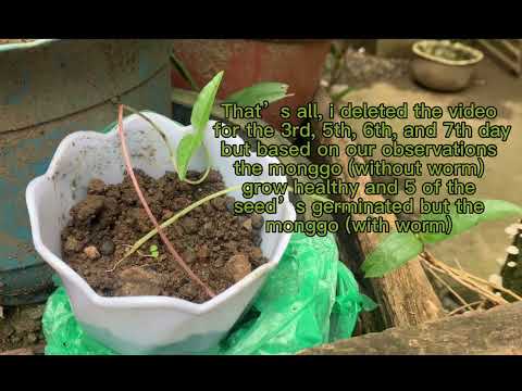 Mung Beans Experiment (Soil w/ worm & Soil w/o worm)