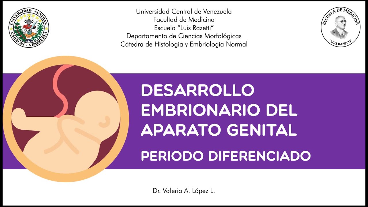 Embriología del aparato reproductor, periodo diferenciado. Dra Valeria López L.