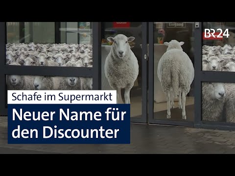 Werbegag: Discounter nutzt Hype um shoppende Schafe | Abendschau | BR24
