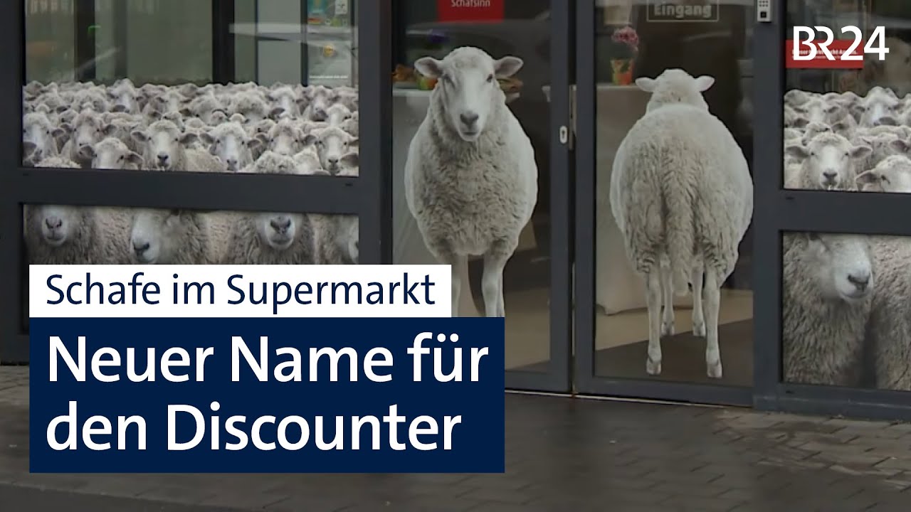 Werbegag: Discounter nutzt Hype um shoppende Schafe | Abendschau | BR24