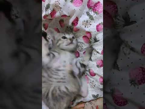 kitten love#kind#play#❤️