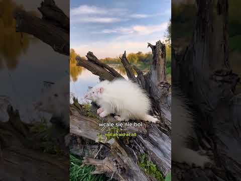 Dziwne zwierzę spotkane nad Wisłą #shorts #viral #polska #zwierzaki