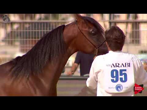 N.95 JAWAD RC - Menton 2018 - Yearling Colts (Class 6A)