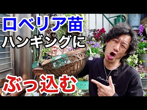 金のバスケット、アリッサム・サキサタイル