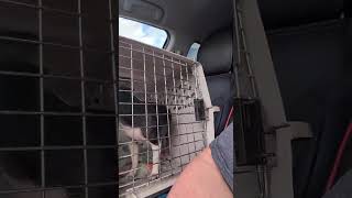 Video preview image #1 Chihuahua-Unknown Mix Puppy For Sale in Grafton, WI, USA