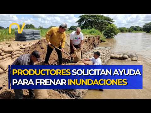 Emergencia agrícola en Portuguesa: Productores solicitan ayuda para frenar inundaciones en Guanarito