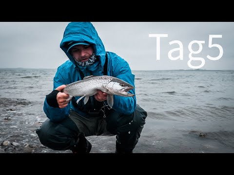 Tag 5 - Meerforellenangeln auf Fünen - Beißwillige Fische