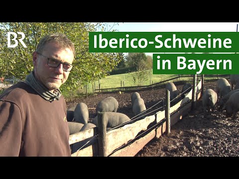 , title : 'Fränkischer Iberico-Schinken aus artgerechter Tierhaltung | Iberico- Schweine | Unser Land | BR'