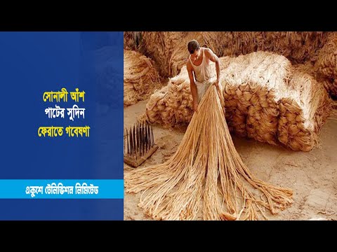 সোনালী আঁশ পাটের সুদিন ফেরাতে গবেষণা | ETV News