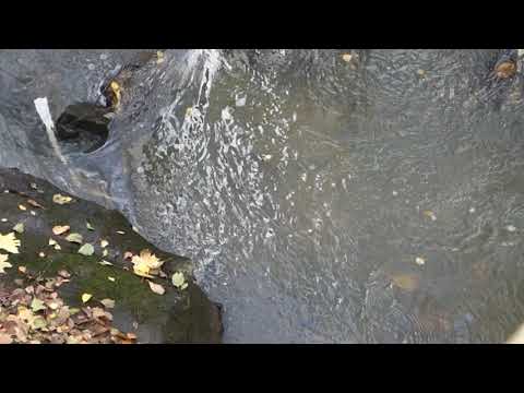 Historiallista taimenta Helsingin keskuspuistossa 14.10.2021