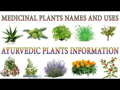 , title : 'Medicinal Plants And Their Uses | 20 Ayurvedic Plants Names | Medicinal Herbs You Can Grow'