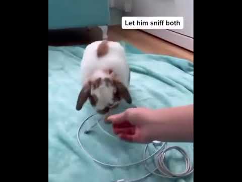 How to stop your bunny from chewing on your cables