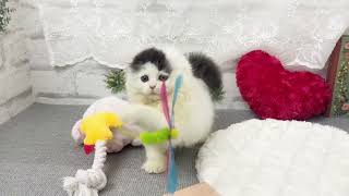 スコティッシュフォールドの動画02