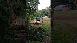 Download lagu demi mencukupi kebutuhan sehari hari #l300 #bermuatan #kayu mp3