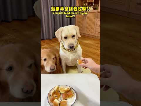 狗子：做狗就应该讲究一些！Doggo: Being a dog should be particular!#搞笑汪驾到#萌寵#寵物#搞笑#拉布拉多 #doglover #Labrador #dog