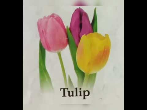 Flowers Name in english#shorts