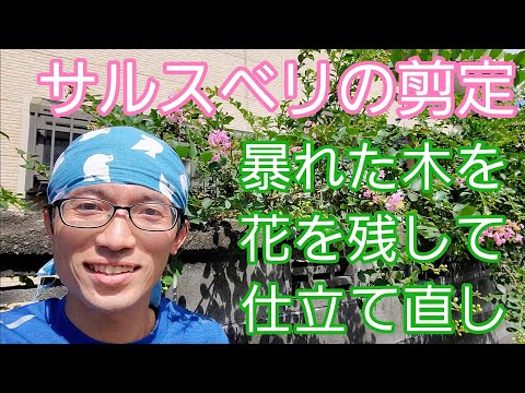 インドライラックの色あせた花は切ったほうがいいでしょうか？夏のサルスベリの剪定について知っておくべきことすべて  庭園