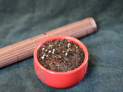 Kleine Zinnien keimen.