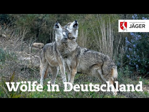 Wolf in Deutschland – Wir Jäger in Niedersachsen