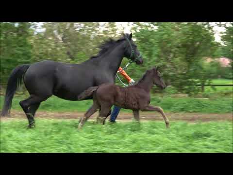 *2018 Hengstfohlen von Le Vivaldi - Hotline  SOLD!!!