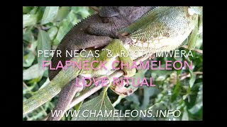 C dilepis mating