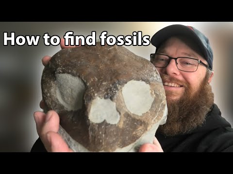 How to find amazing fossils in your area
