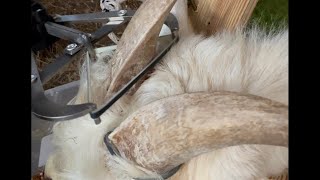 Banding goat horns 12-17-2022