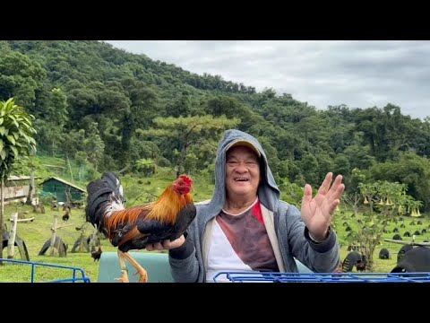 Boy J Lunao Sweater and Yellow Legged Hatch With Lemon84 Hens