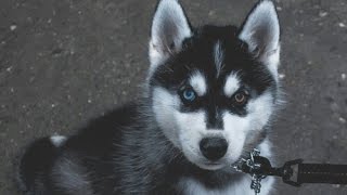 madman // Charles Bukowski